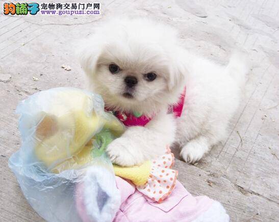 美容达人 教你如何给京巴犬美丽变身