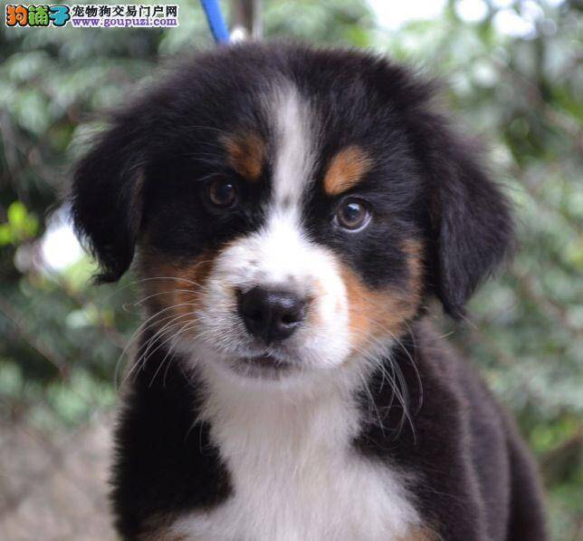 挑选一只健康的伯恩山犬主人一定要注意7个征兆