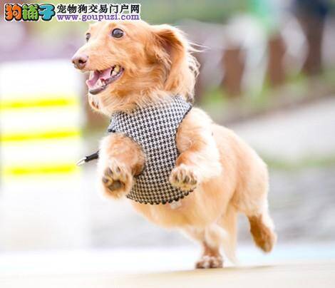 腊肠犬感冒开始打喷嚏了怎样治疗它