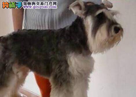 医学圣经之如何给雪纳瑞驱虫