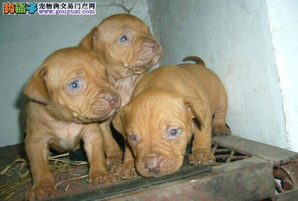 比特犬患上细小应如何医治，求解答