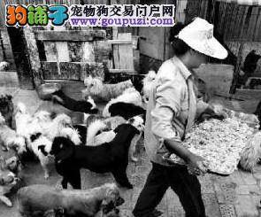 犬类整治行动，流浪狗何去何从？