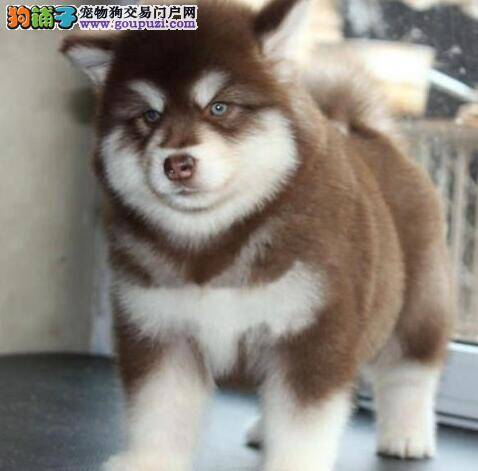 阿拉斯加雪橇犬的选购方法分几个步骤