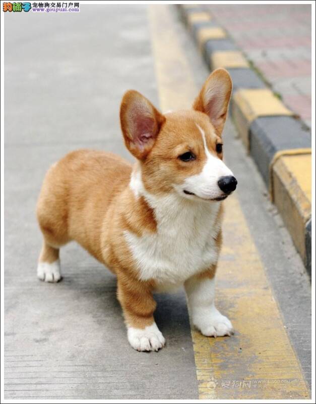 柯基犬洗澡期间发现眼睛肿了应怎么办