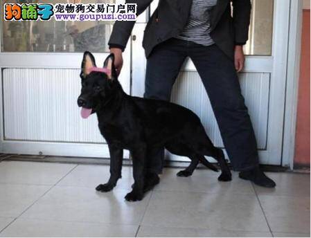 比利时牧羊犬为什么老舔自己的脚掌