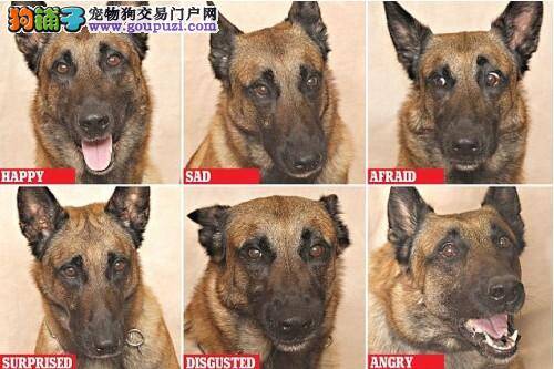 现实生活中的忠犬八公希望寻觅一位新主人