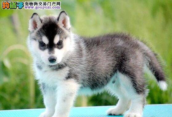 如何饲养四个月的哈士奇，求指教