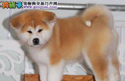 小心木糖醇会让秋田犬中毒
