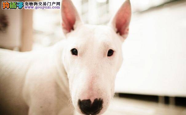 牛头梗犬的性格特点