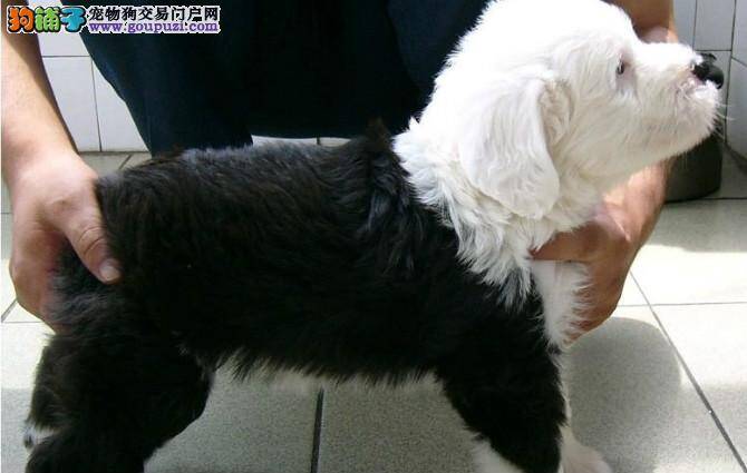怎么选古代牧羊犬最合理