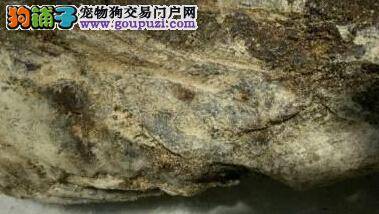 男子与狗海滩遛弯捡到罕见的“龙涎香”价值不菲