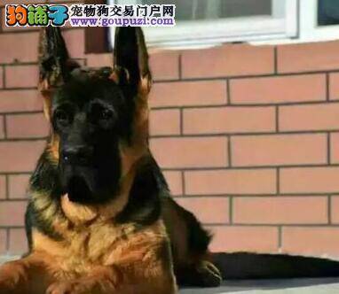 教你如何选择一只满意的德国牧羊犬。