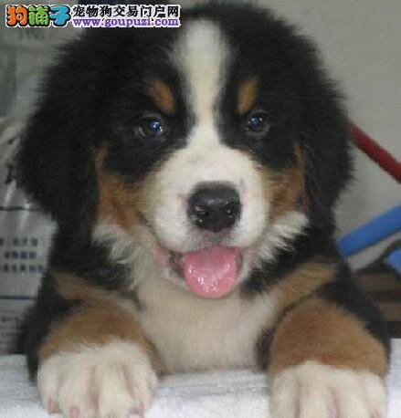 三个月左右的伯恩山犬一天吃多少狗粮