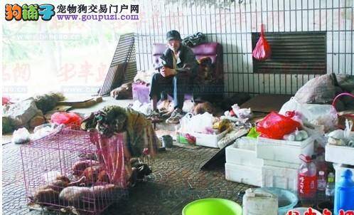 77岁退休老人收养13只流浪狗，与狗一同住在立交桥下