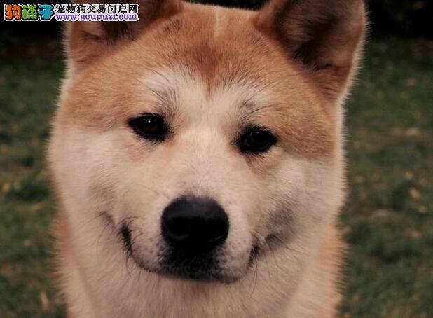 训练高手指点 怎样纠正秋田犬乱叫的毛病