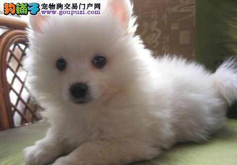 我家银狐犬一天吐好几次是生病了吗
