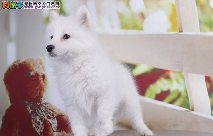 银狐犬拉稀带血丝吃什么药控制治疗