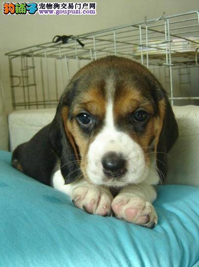 头疼，比格犬总是到处乱咬如何教育最好