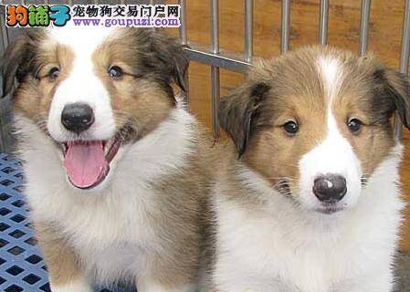 苏格兰牧羊犬不良习惯的纠正方法