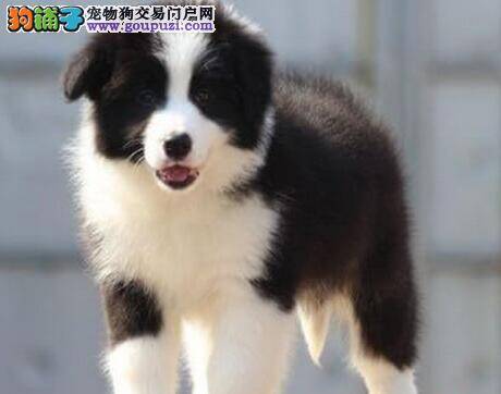 边境牧羊犬嗓子不舒服我该怎么办