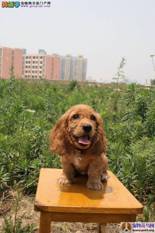 深度剖析购买可卡犬的技巧