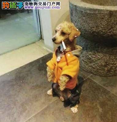 郑州市养犬管理新闻发布会上通报下月起严惩违禁养犬