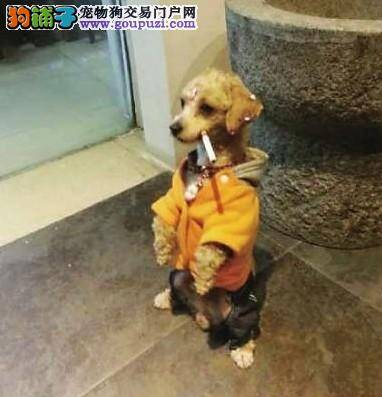 自郑州开展文明养犬以来半数狗狗已办理犬证