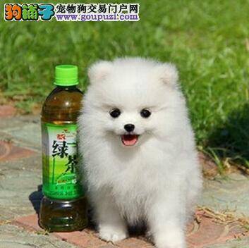 博美犬参加的犬赛评审程序介绍