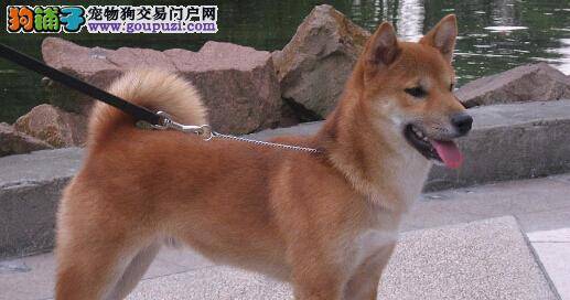 健康小常识 柴犬肥胖过度有哪些危害