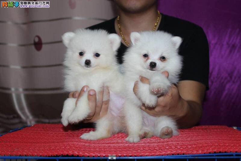 银狐犬身上有臭臭的味道有方法解决吗