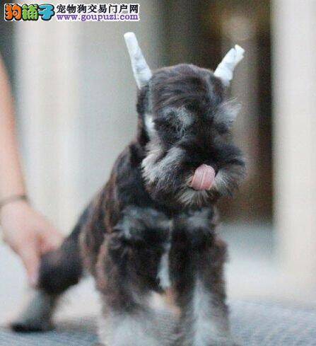 最近雪纳瑞吃的较多，拉肚子了没事吧