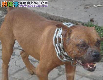 犬中女王 五个步骤让比特犬美丽变身