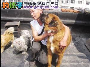 公共交通何时对导盲犬开放 众人呼吁让导盲犬乘坐地铁