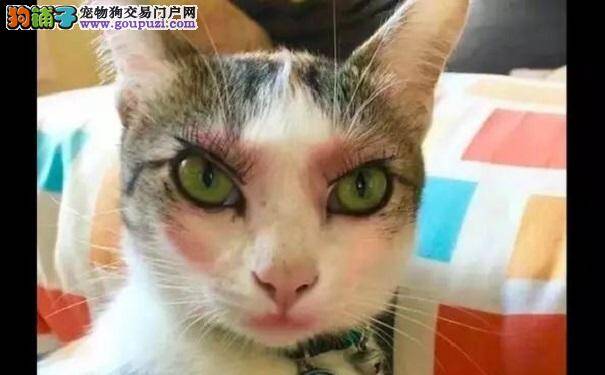 网友给猫咪化了妆 这面容表情好妩媚呀