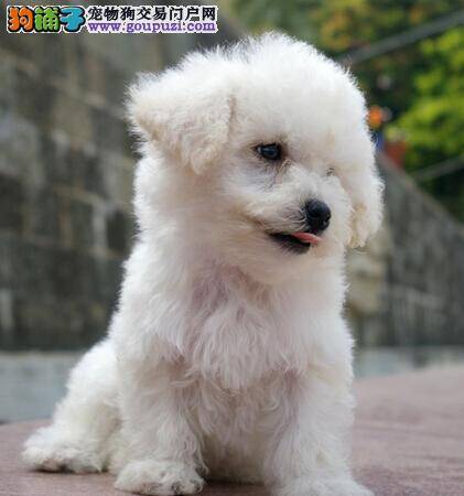 详解培养比熊犬忠诚的性格有几个步骤