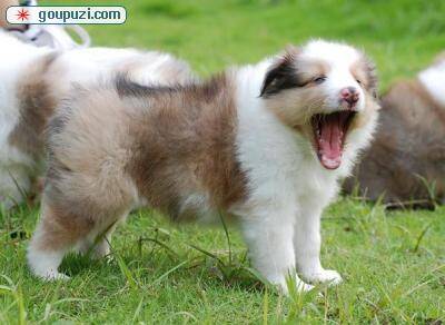 喜乐蒂犬为什么会呕吐未消化的食物