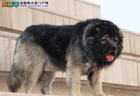 家庭护理丛书 面对高加索犬的耳垢问题应如何是好