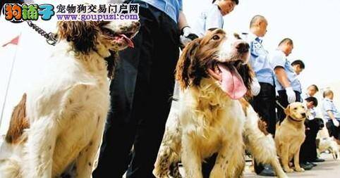 南京地铁突破万人大关，搜爆犬上岗执勤为乘客保驾护航