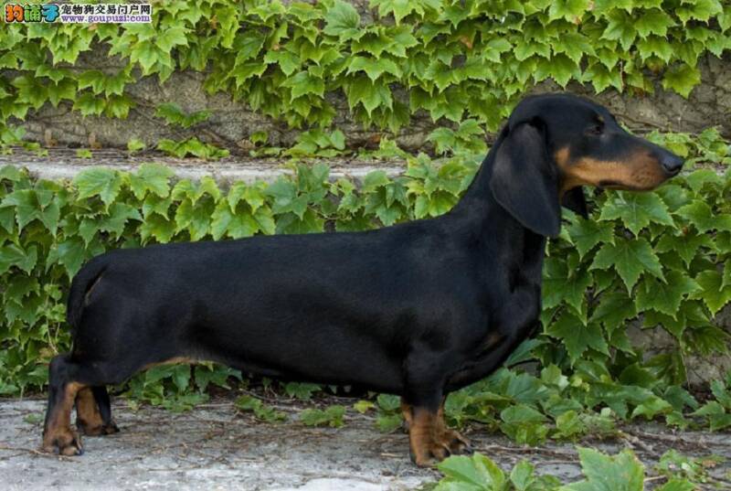 腊肠犬最近拉稀，而且有血腥味应如何是好