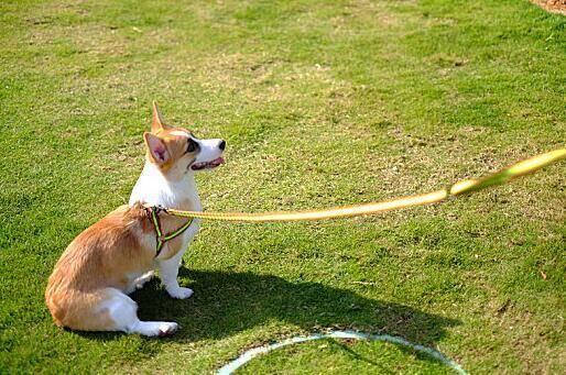 新手养柯基最好选择养柯基母犬