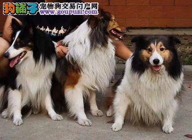 值得推荐的喜乐蒂犬选购常识