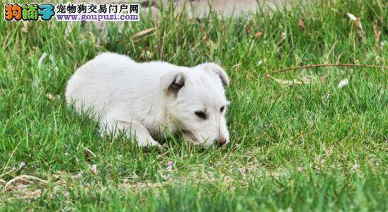 不是每一只银狐都是漂亮的，所以买的时候要注意