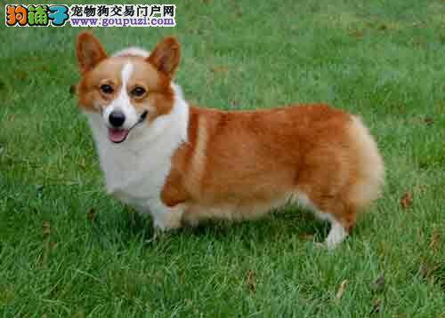 柯基犬的购买有哪些值得借鉴的方法