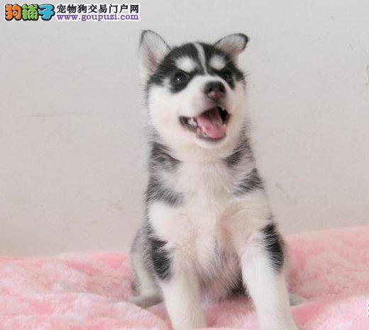 如何让哈士奇安全乘车