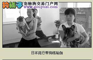 郑州规范市区养犬管理工作限期内没收禁养犬无证犬