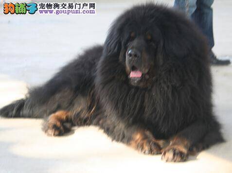 善待室内的家具 如何让藏獒不乱抓物品