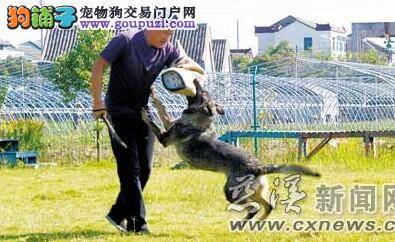 不知如何训犬，多数主人花高价为狗狗报班学本领