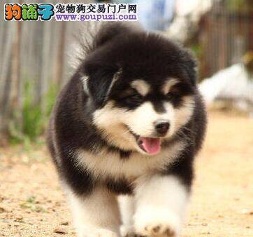 阿拉斯加犬吃多了，拉稀便便带血，是得了什么病
