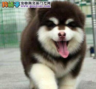 阿拉斯加犬的鼻子有红斑是怎么回事