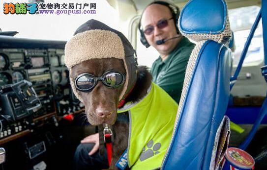 狗随主人飞行8万多公里出名 获得“机组人员卡”